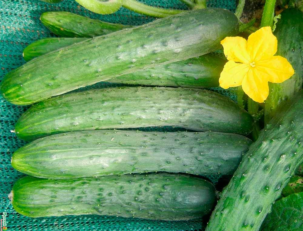 Organic Non-GMO Zozulya F1 Self-Pollinating Cucumber Seeds for Indoor Gardening - Grow Fresh Long Vegetables Year-Round in Containers & Greenhouses