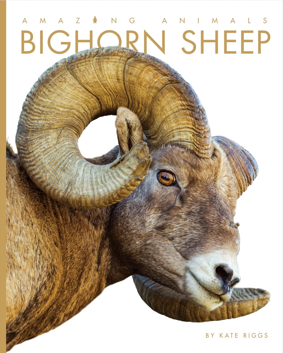Amazing Animals (2014) - Bighorn Sheep Documentary | Wildlife Nature Film for Education & Entertainment
