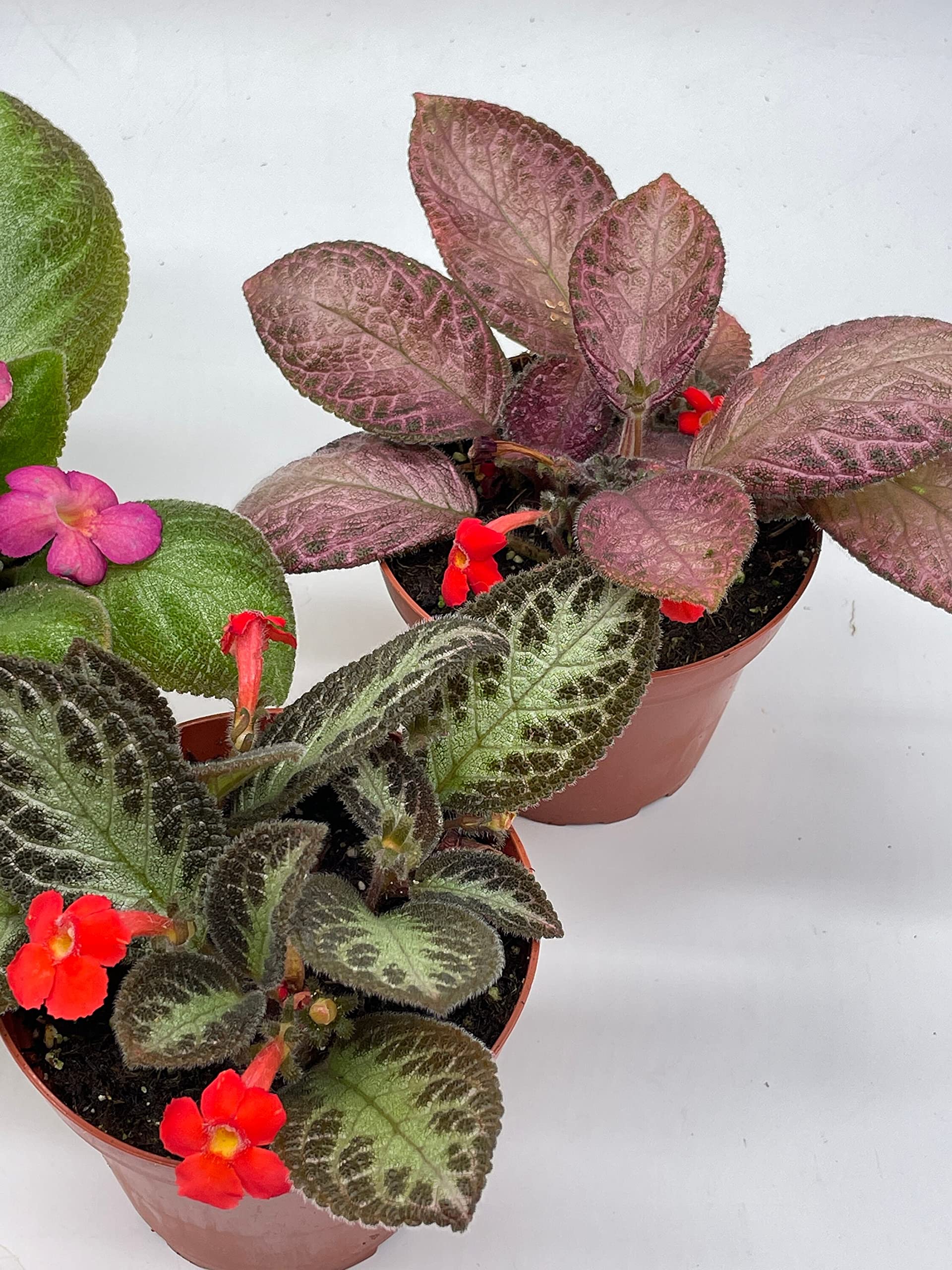 BubbleBlooms Flame Violet Episcia Cupreata Assortment - 3 Unique Velvet Plants in 4 Inch Pots | Perfect for Indoor Gardens, Home Decor & Gift Giving