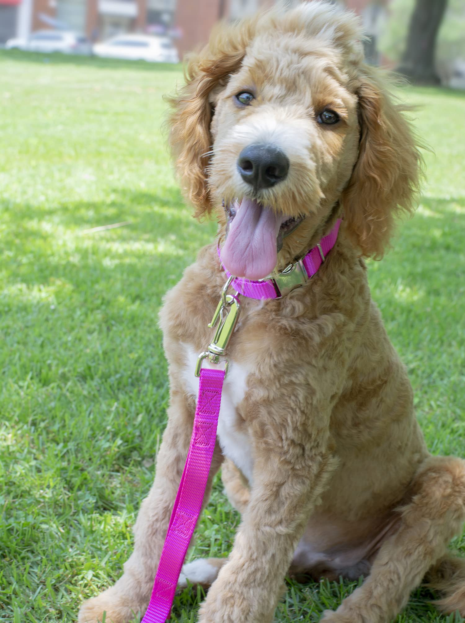 Premium Nylon Dog Collar & Leash Set for Small, Medium & Large Dogs - 30+ Vibrant Colors (3/4