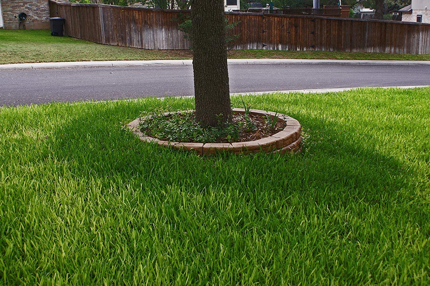 St. Augustine 'Floratam' 3 Inch Sod Plugs - 54 Extra Large Live Grass Plugs - Drought, Salt & Shade Tolerant Turf Grass for Lawns, Landscaping & Coastal Areas