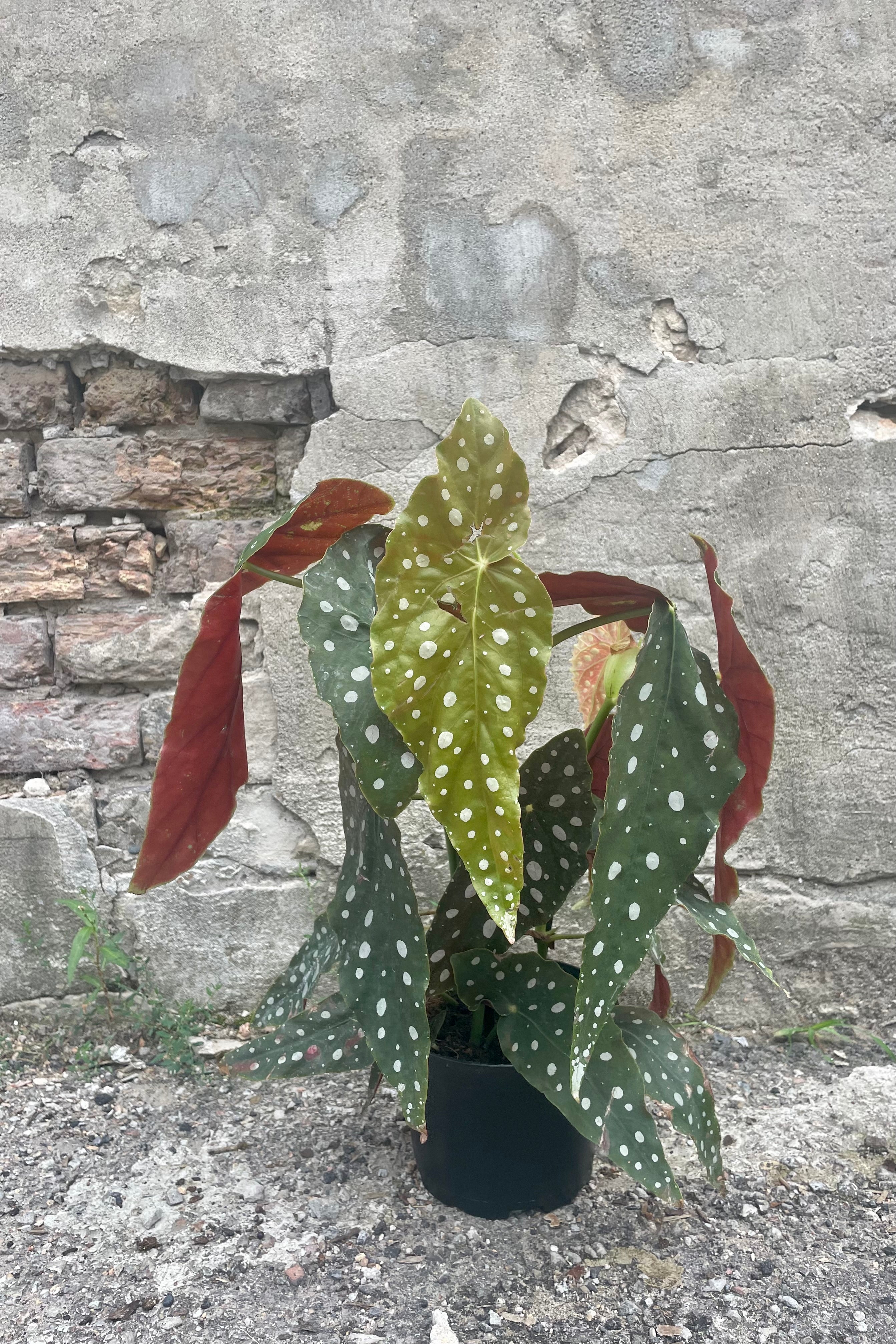 Begonia maculata 'Wightii' - 6 Inch Polka Dot Begonia Houseplant | Easy Care Indoor Plant for Home & Office Decor | Perfect for Living Rooms, Bedrooms, and Workspaces