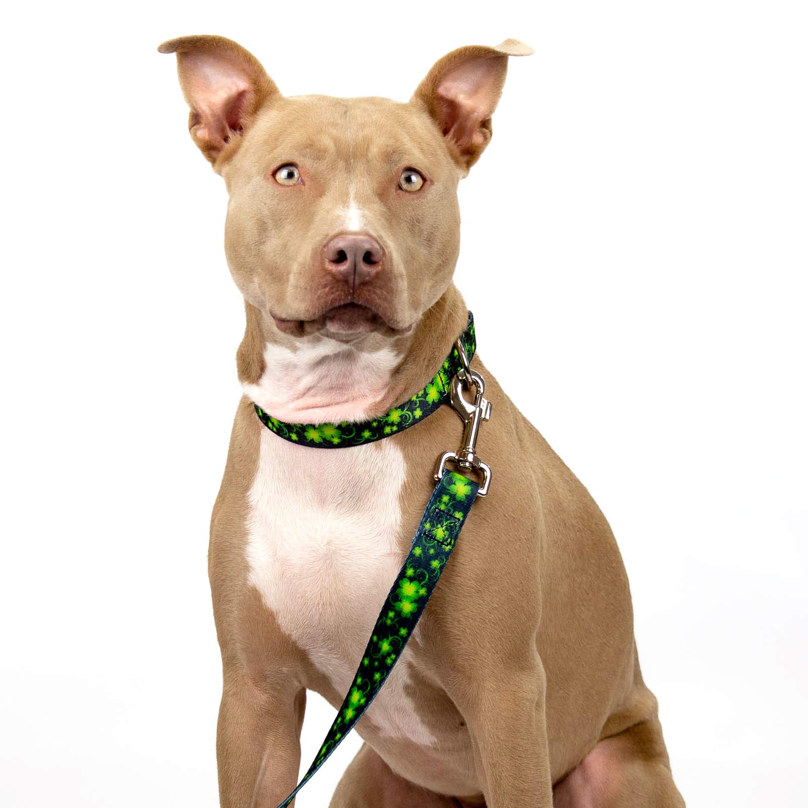 Country Brook Design - Clovers in The Wind Polyester Webbing Dog Collar - Durable & Stylish Pet Accessory for Small & Medium Dogs - Perfect for Daily Walks & Outdoor Adventures