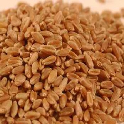 Organic Hard Red Wheat - 50LB Bulk Bag | Premium Baking & Cooking Flour for Bread, Pasta & Pastries | Non-GMO, High Protein Wheat Montana BC