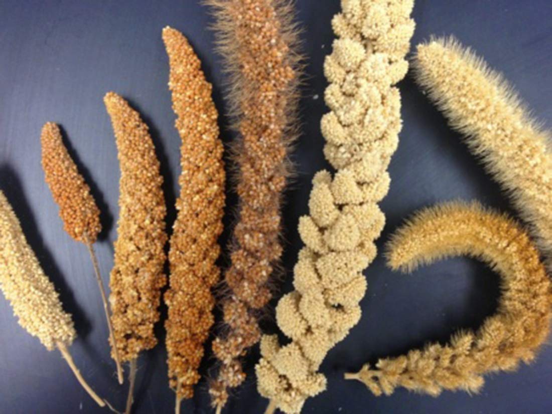 Organic Millet Seeds - USA Grown, Whole Grain, Non-GMO, Hulled, Gluten-Free Bulk Raw - Perfect for Baking, Cooking, Sprouting & Healthy Snacks