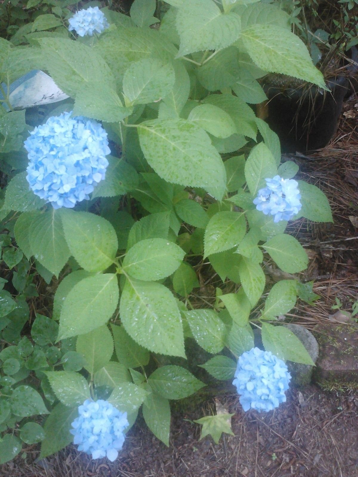 3 Gallon All Summer Beauty Hydrangea Plant - Long Blooming Pink & Blue Flowers for Gardens, Landscaping | Perfect for Patios, Borders & Outdoor Decor