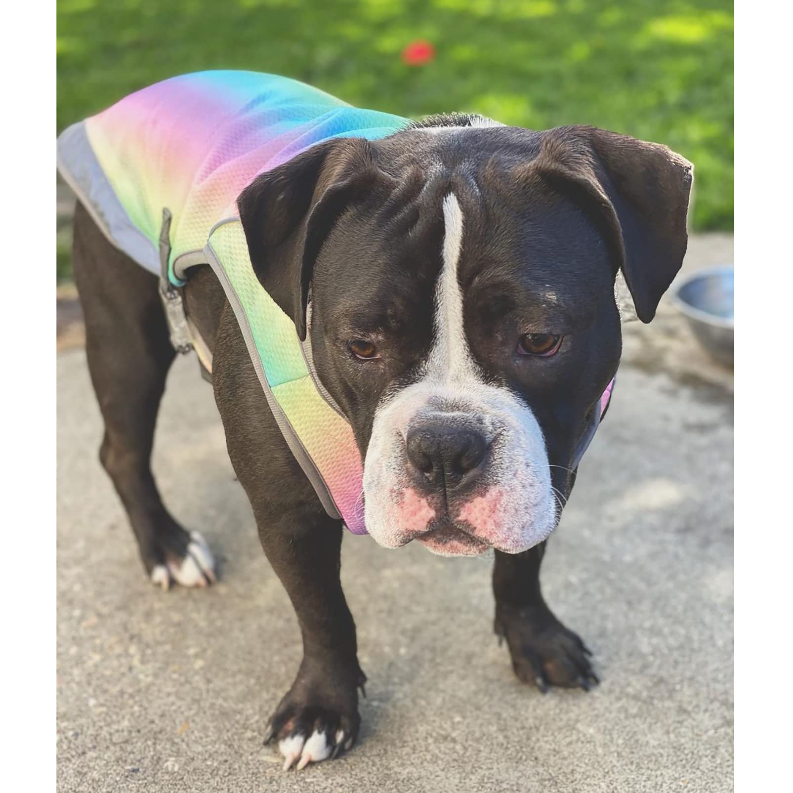 Adjustable Dog Cooling Vest with Reflective Strip - Breathable Sun Protection Jacket for Dogs | Anxiety Relief & Heat Relief for Summer Walks, Hiking & Outdoor Activities