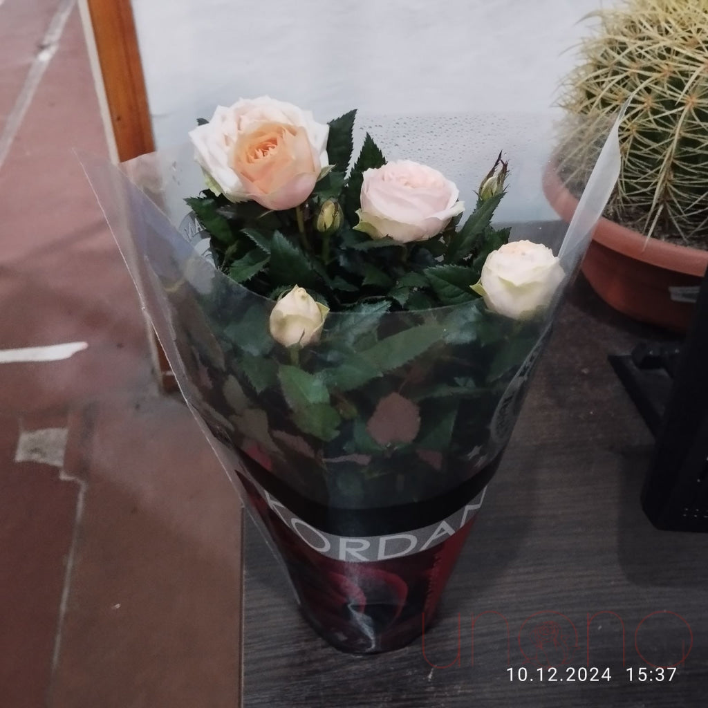 Miniature Rose Bush - Live Potted Plant for Home & Garden Decor | Perfect for Indoor, Outdoor, Wedding & Gift Use