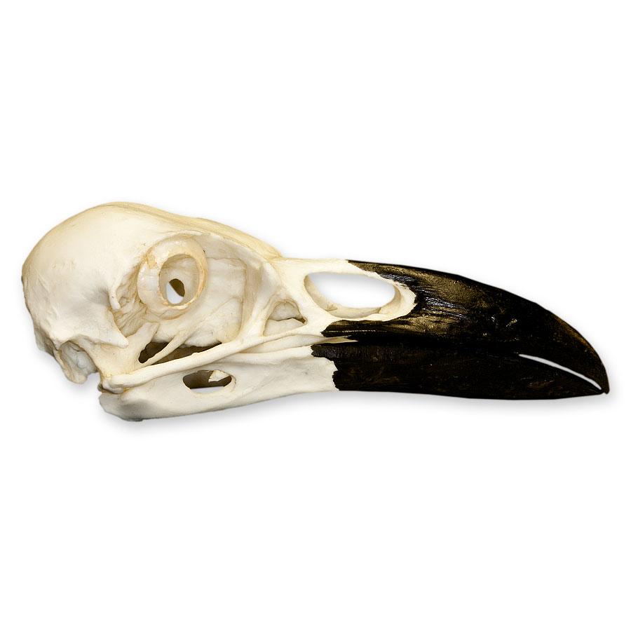 Realistic Replica Common Raven Skull - Handcrafted Gothic Decor, Halloween Prop & Witchcraft Supplies - Perfect for Home Decor, Dark Aesthetic, and Witch Altar Display