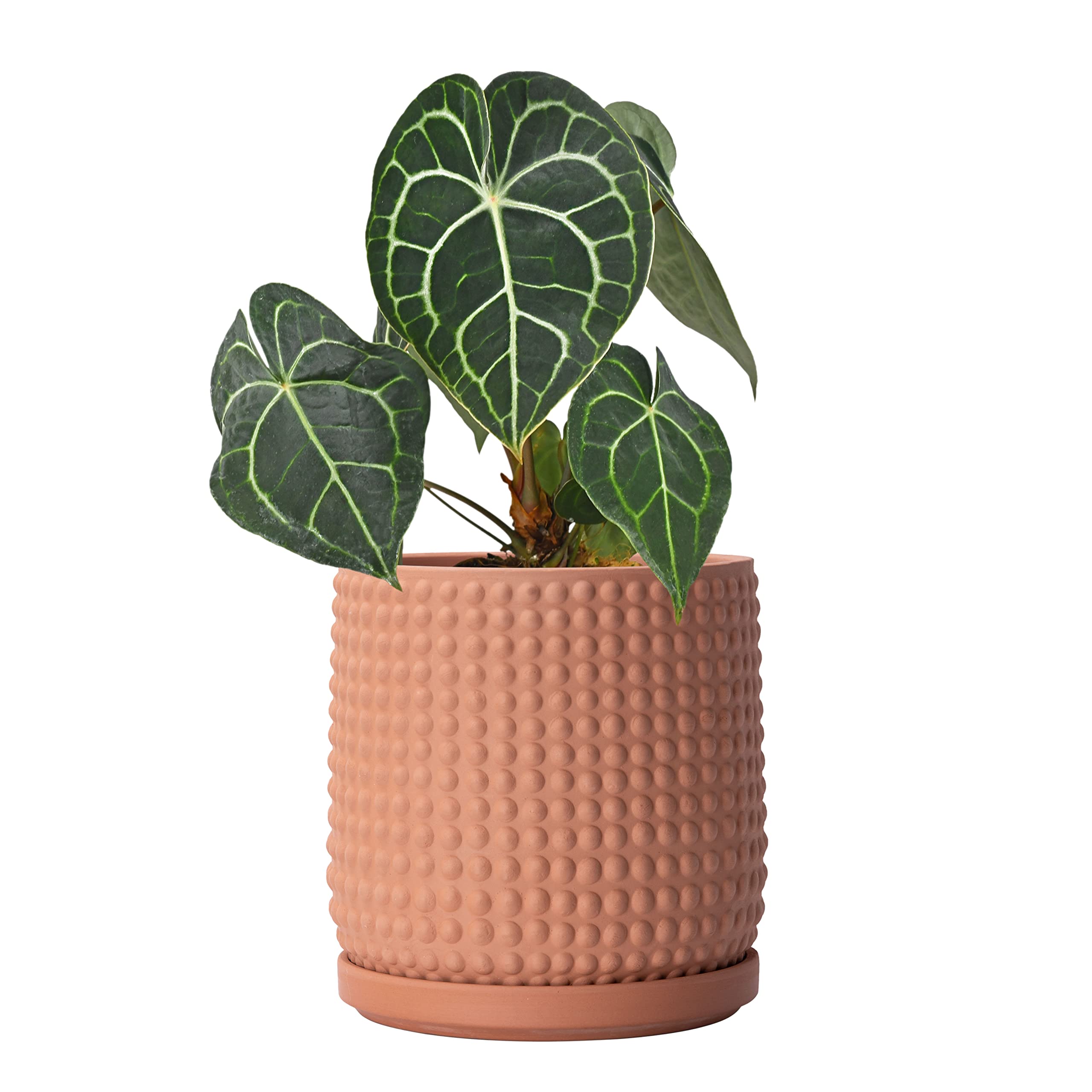 D'vine Dev 6 Inch Terracotta Beaded Planter Pot with Drainage Hole & Saucer - Indoor Flower Pot for Succulents, Herbs, and Small Plants - Perfect for Home Decor, Office Desk, and Windowsill Gardening