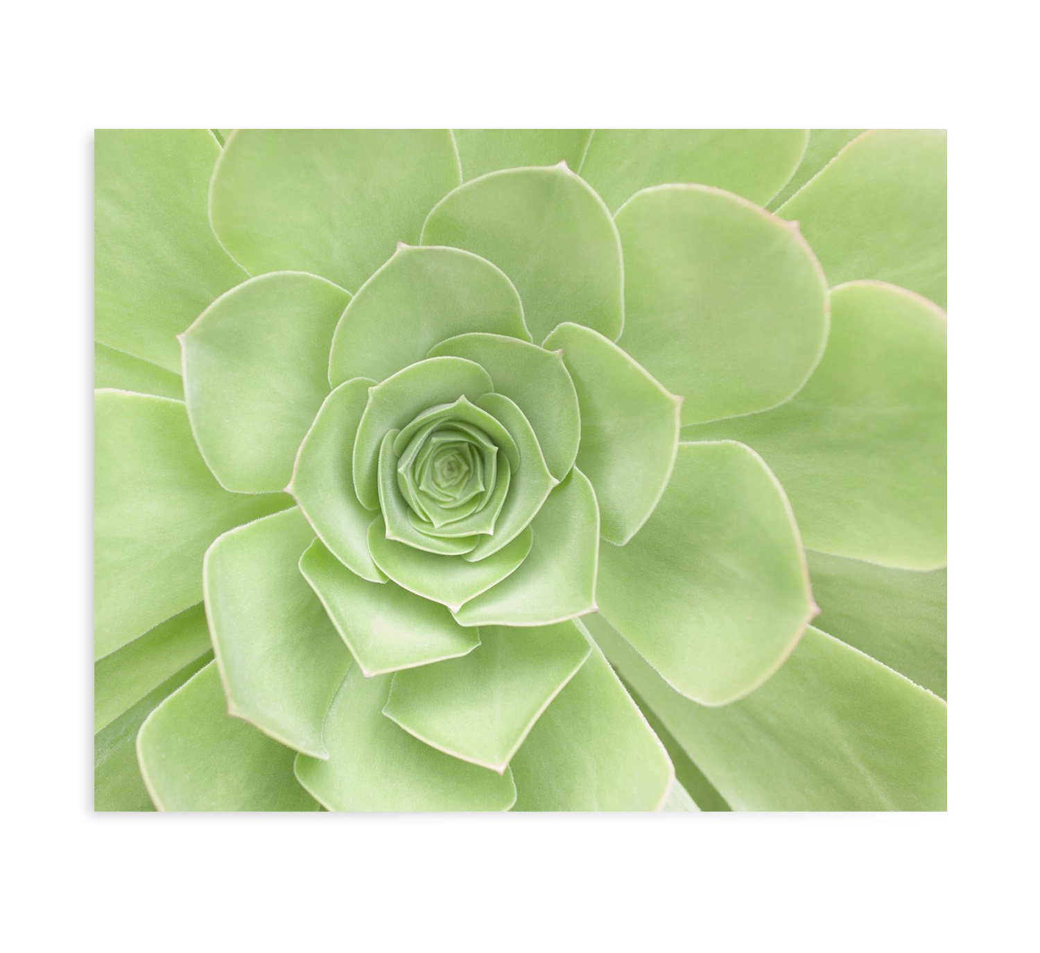 Succulent Floral Wall Art Print - Sage Green Botanical Decor for Bathroom, Living Room & Bedroom - 30x40 Inches Unframed Picture - Perfect for Home & Office Decoration
