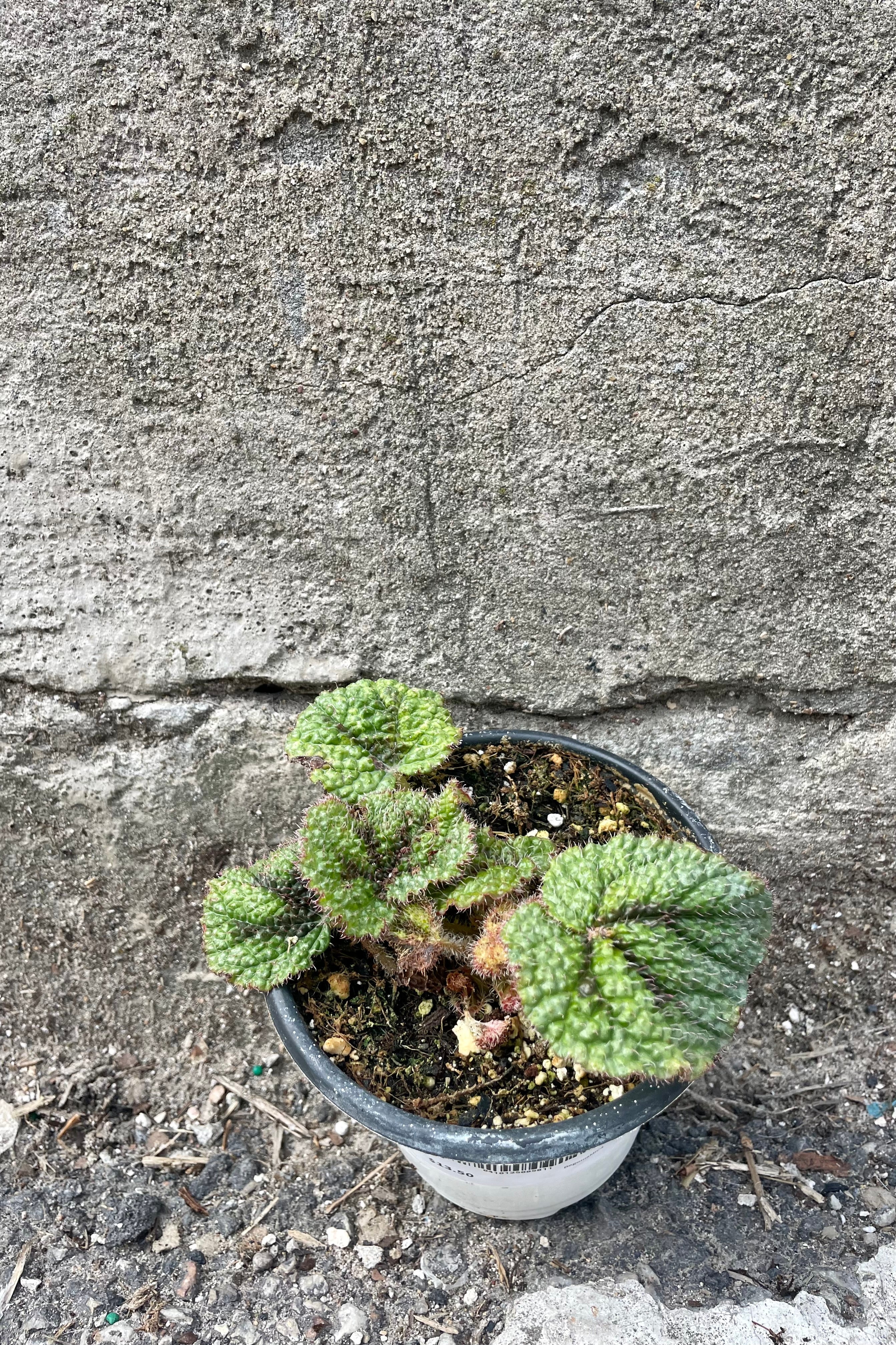 Iron Cross Begonia Masoniana 4