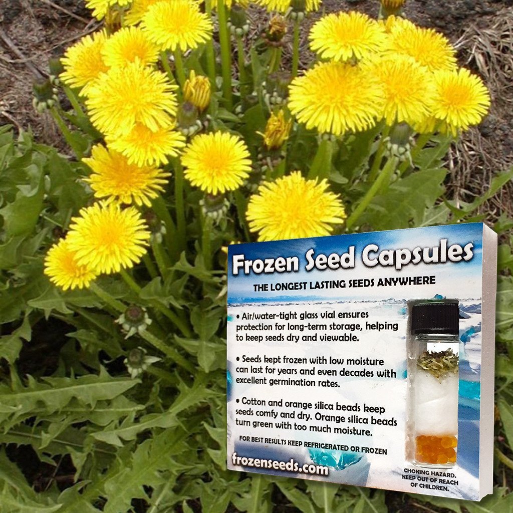 Organic French Dandelion Seeds (Taraxacum officinale sativum 'Thick') - Non-GMO, Heirloom, 20 Seeds Pack - Grow Your Own Medicinal Herbs for Tea, Salads & Natural Remedies - Perfect for Home Gardeners & Herbalists