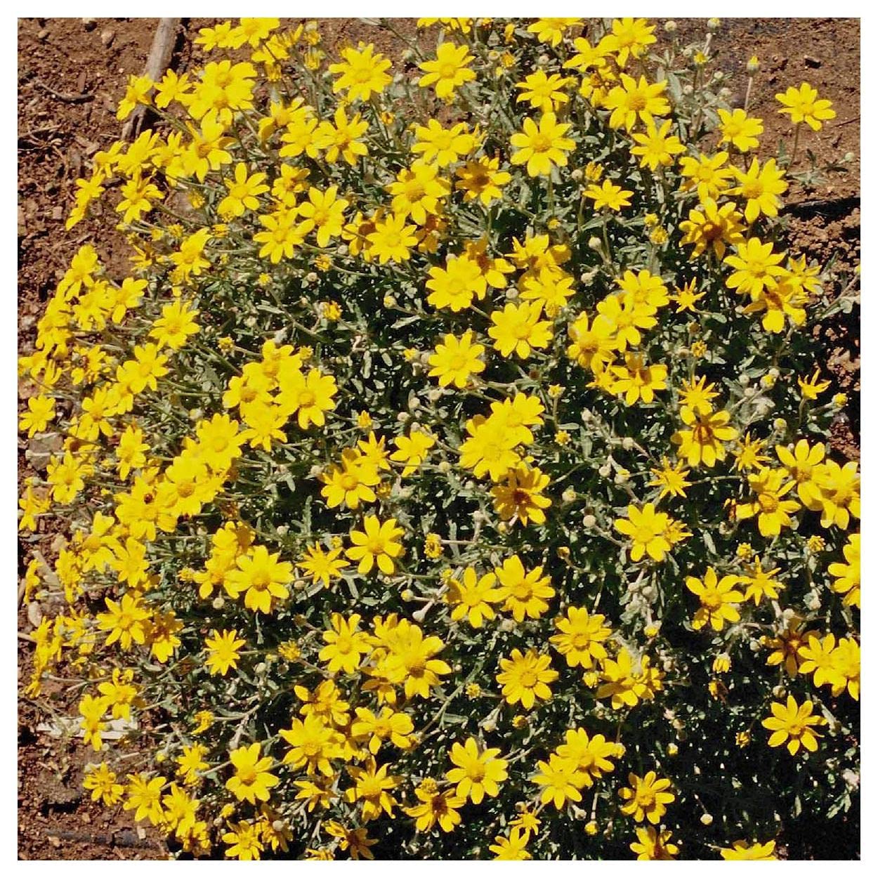 Everwilde Farms - 1750 Oregon Sunshine Native Wildflower Seeds - Gold Vault Jumbo Seed Packet for Pollinator Gardens, Landscaping & DIY Bouquets