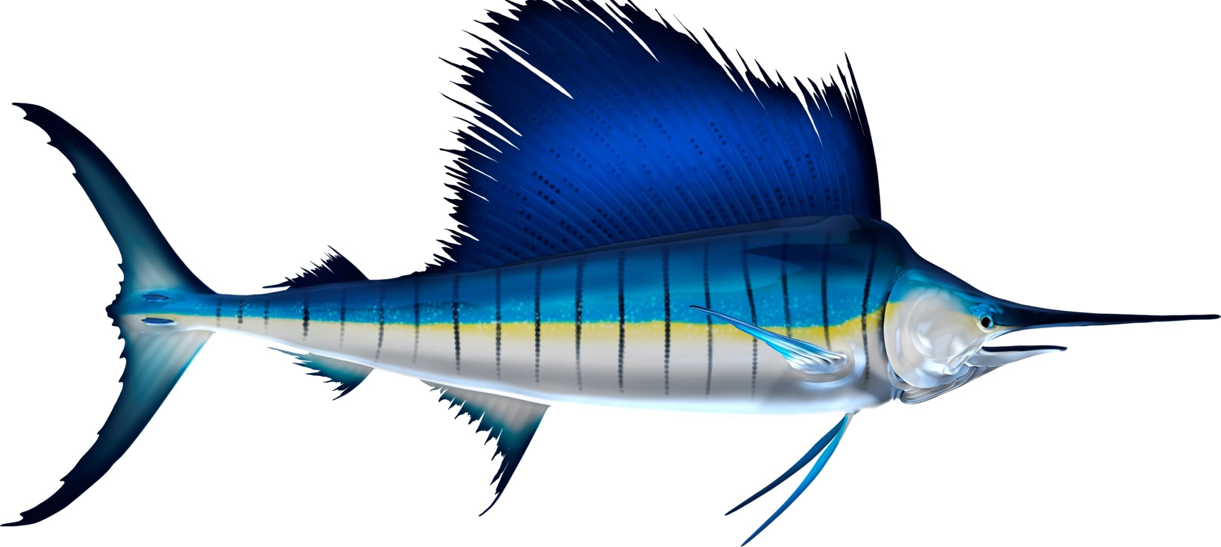 Sailfish Vinyl Decal Sticker - Waterproof Fishing Boat, Car, Truck Decoration - Multiple Sizes 12