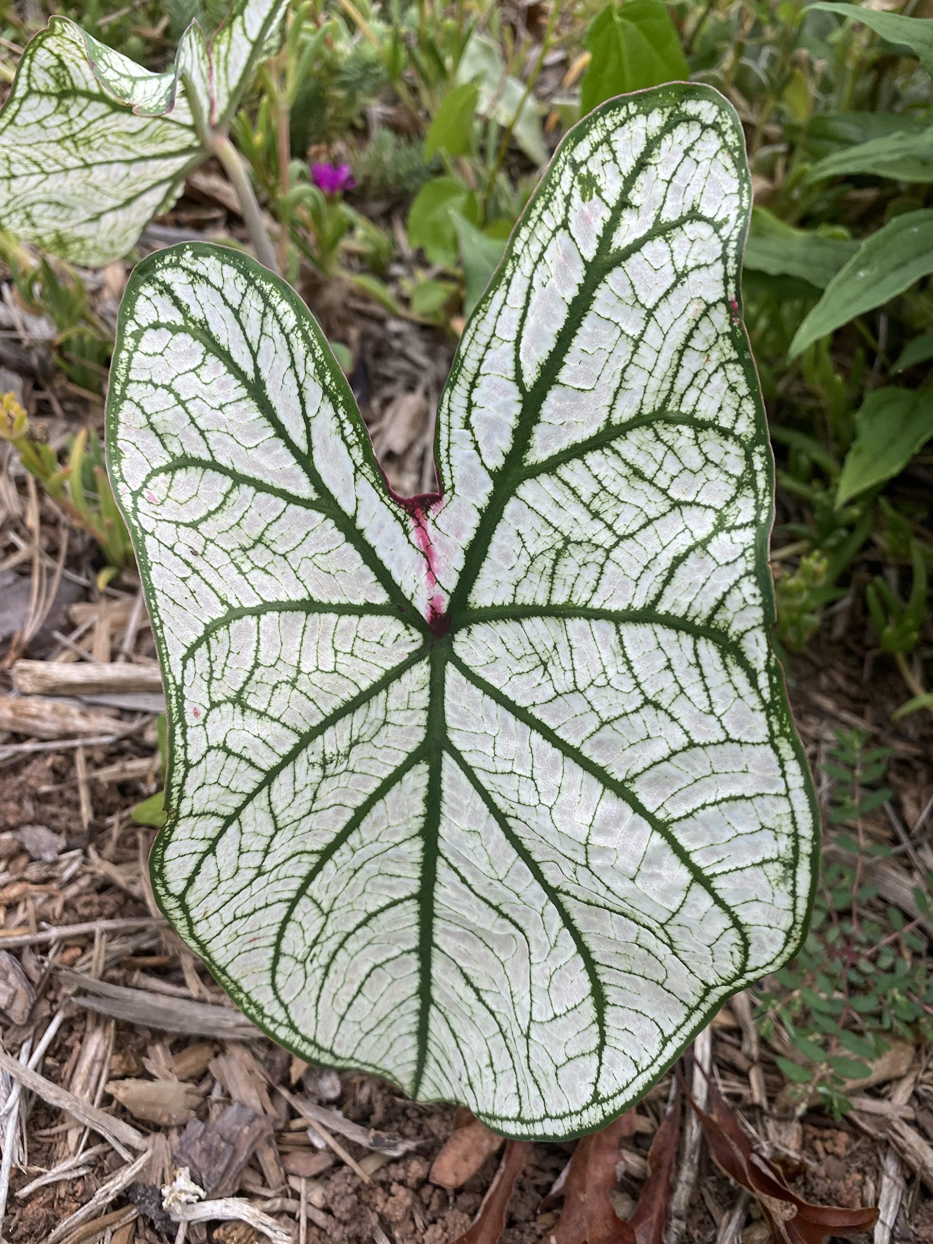 Caladium Bulbs - Candidum (2 Bulbs) | Easy to Grow Indoor Houseplant or Outdoor Perennial | Perfect for Home Decor, Garden Landscaping & Patio Planting