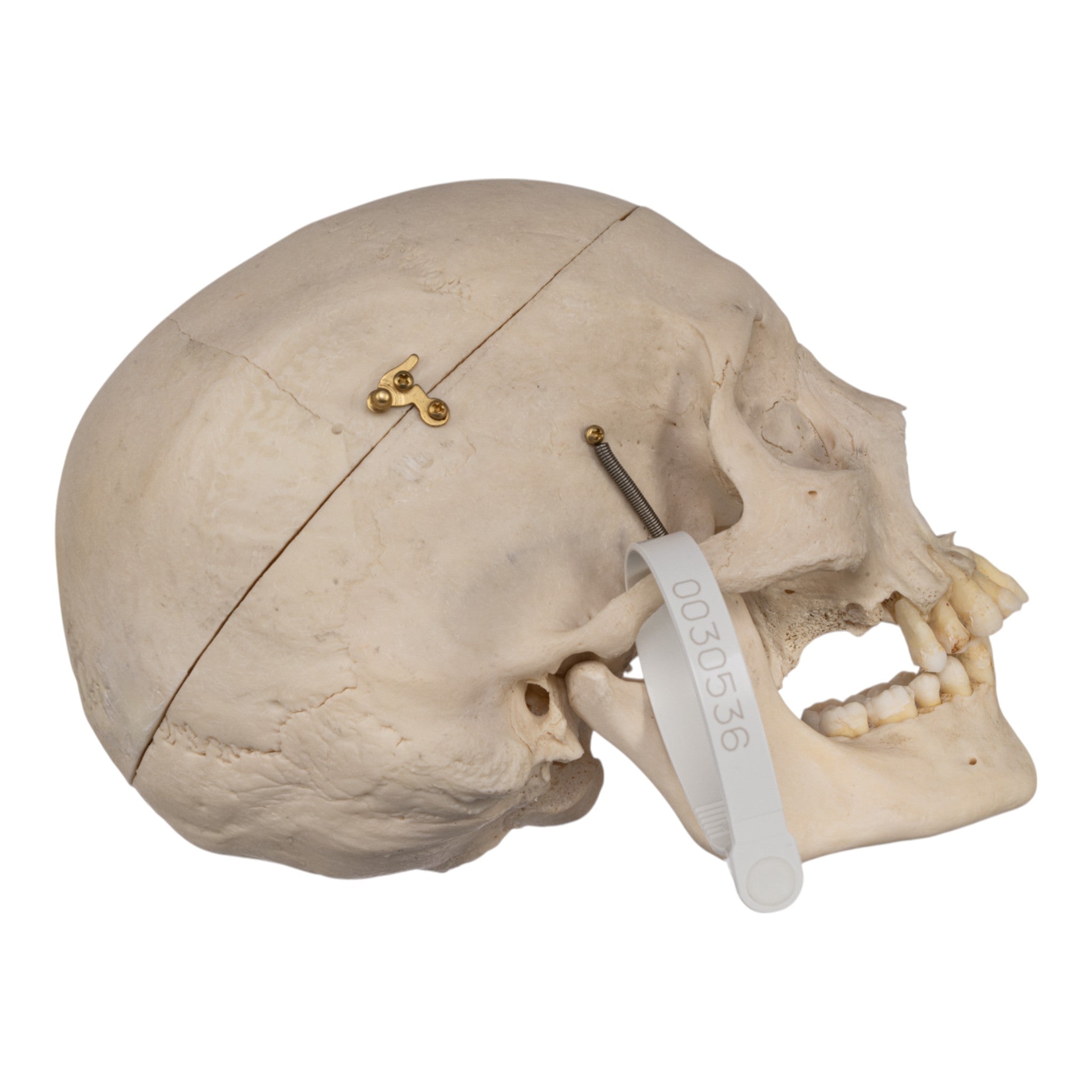 Real Human Skull with Exposed Teeth - Perfect for Halloween Decor, Medical Study, and Horror Movie Props