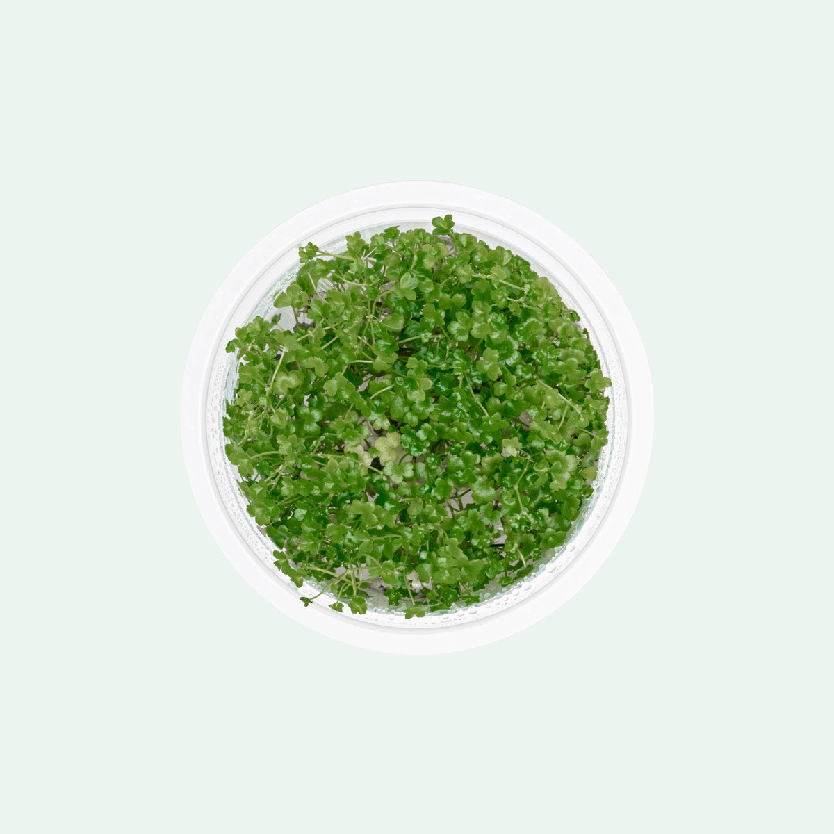 Hydrocotyle Tripartita Mini Aquatic Plant - Live Freshwater Carpet Plant for Aquariums & Fish Tanks | Perfect for Foreground Planting, Nano Tanks, and Aquascaping Designs