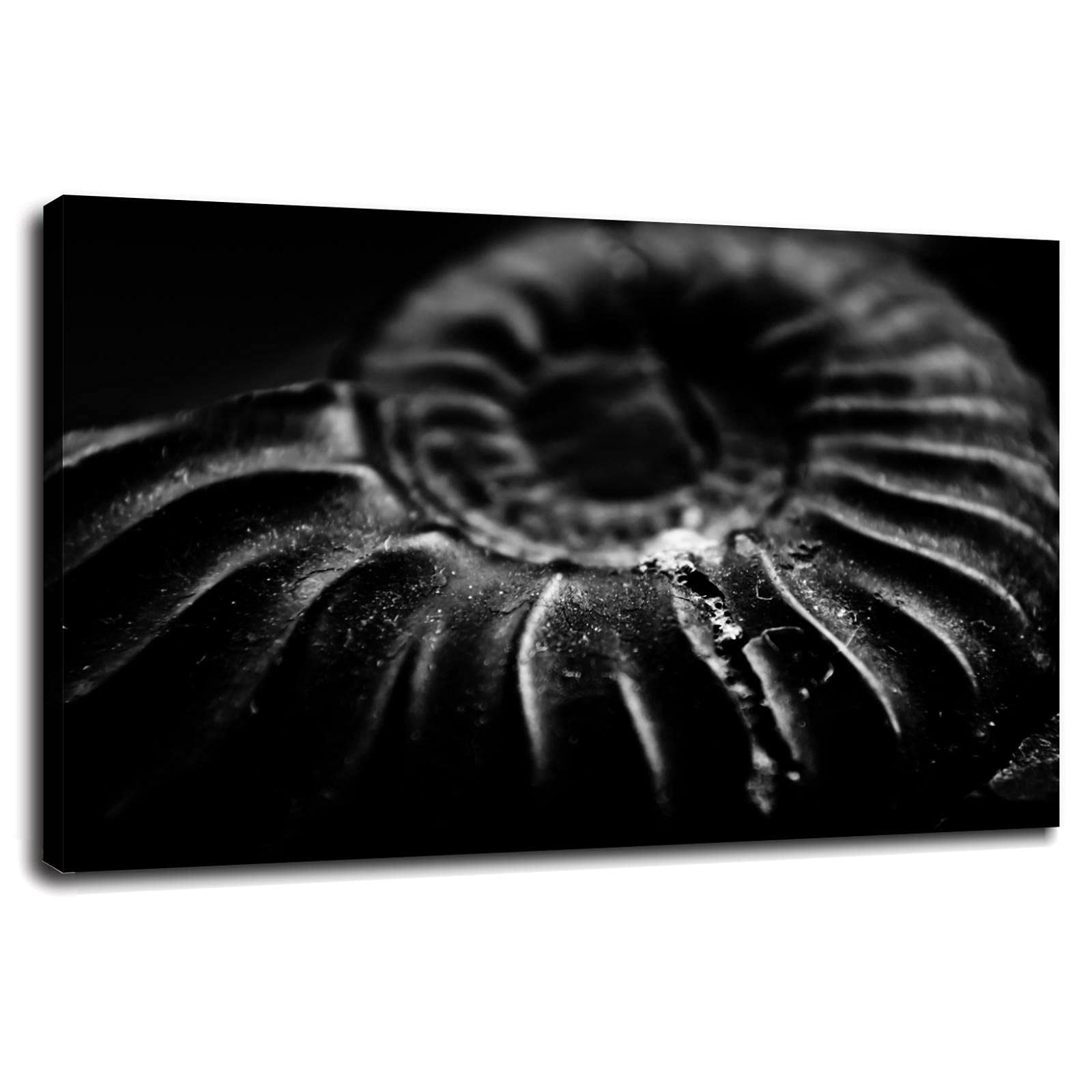 Vintage Monochromatic Ammonite Fossil Wall Art - 36