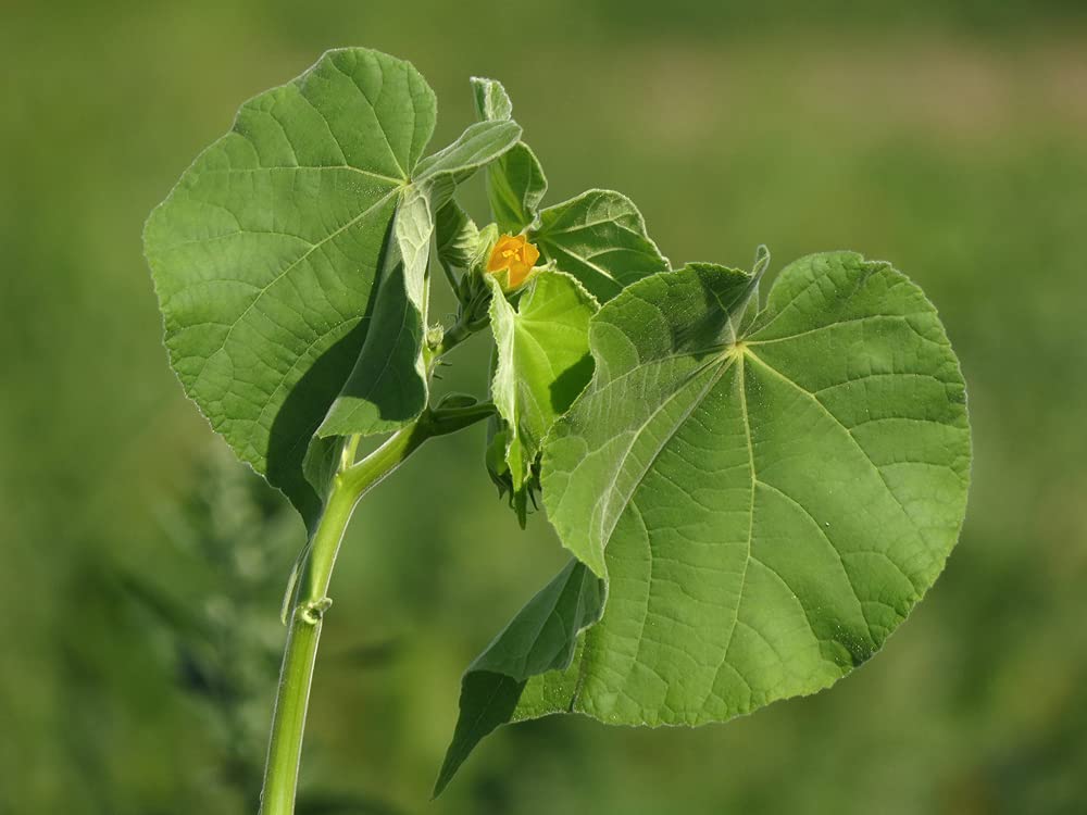 Velvetleaf Plant Seeds (Abutilon Theophrasti) - 50 Premium Button Bush Seeds for Planting - Perfect for Home Gardens, Landscaping & DIY Projects