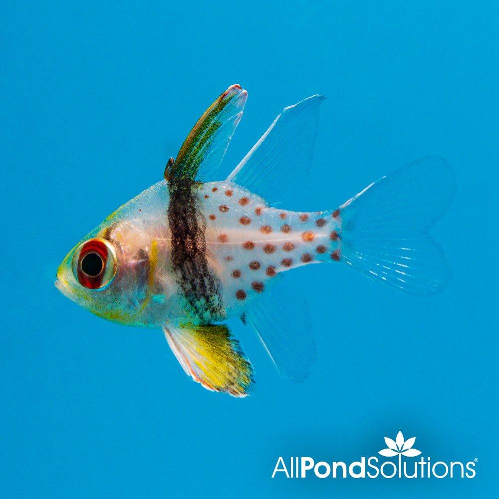Pajama Cardinalfish (Sphaeramia nematoptera) - Colorful Saltwater Aquarium Fish for Reef Tanks & Marine Setups