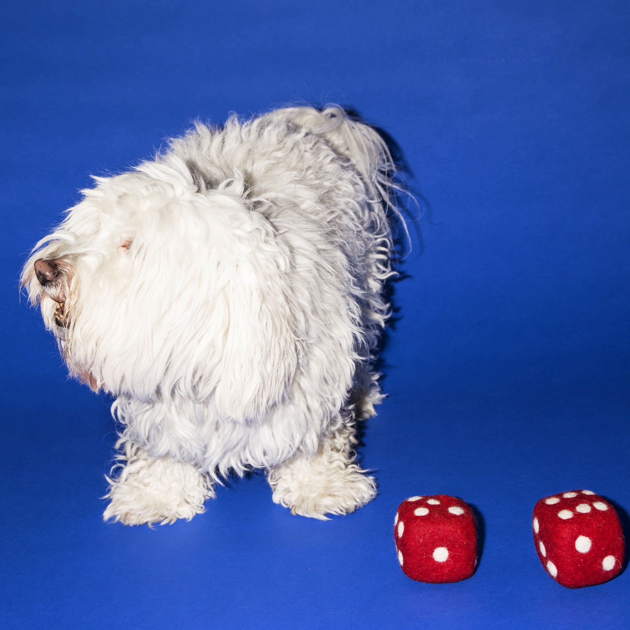 Premium Boiled Wool Dog Chew Toy - Pair of Durable Dice for Small & Medium Dogs - Fun Interactive Playtime & Stress Relief for Pets - Perfect for Indoor & Outdoor Use