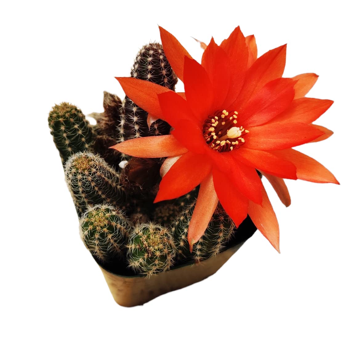 Live Echinopsis Peanut Cactus Plants in 2