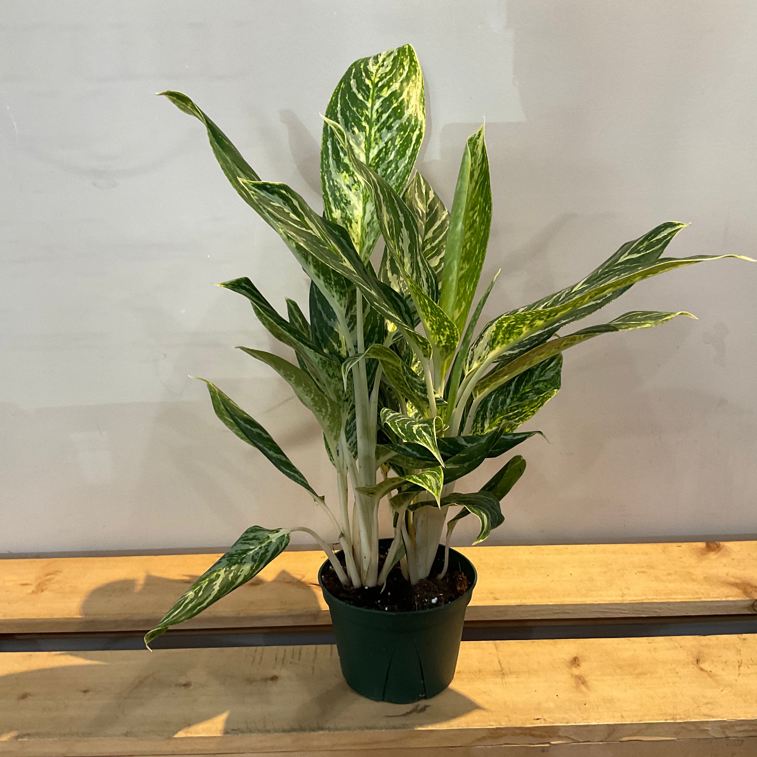 Aglaonema Gold Chinese Evergreen Plant - Medium Size LY | Perfect for Home Decor, Office Plants & Indoor Gardening
