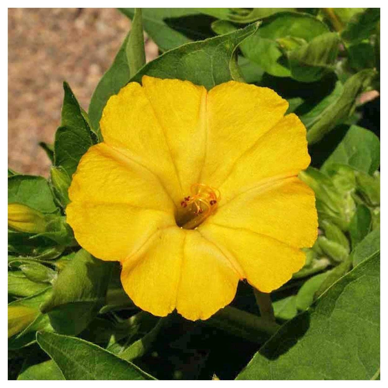 Everwilde Farms - 50 Yellow Four O'Clock Wildflower Seeds - Gold Vault Jumbo Seed Packet for Garden Landscaping & Outdoor Decor