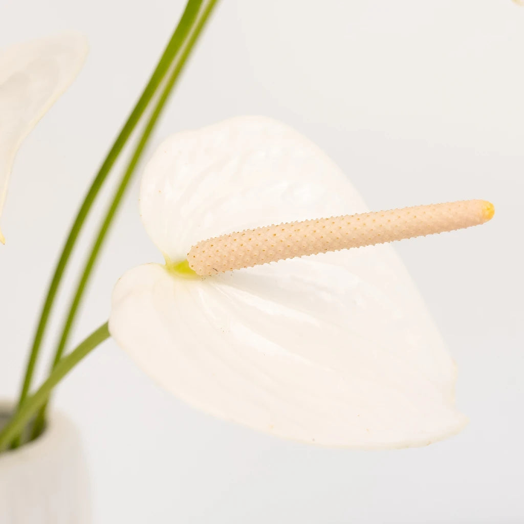 Anthurium Peach Pearl Tropical Flower - Exotic Live Houseplant for Home & Office Decor, Perfect for Gifts and Indoor Gardening