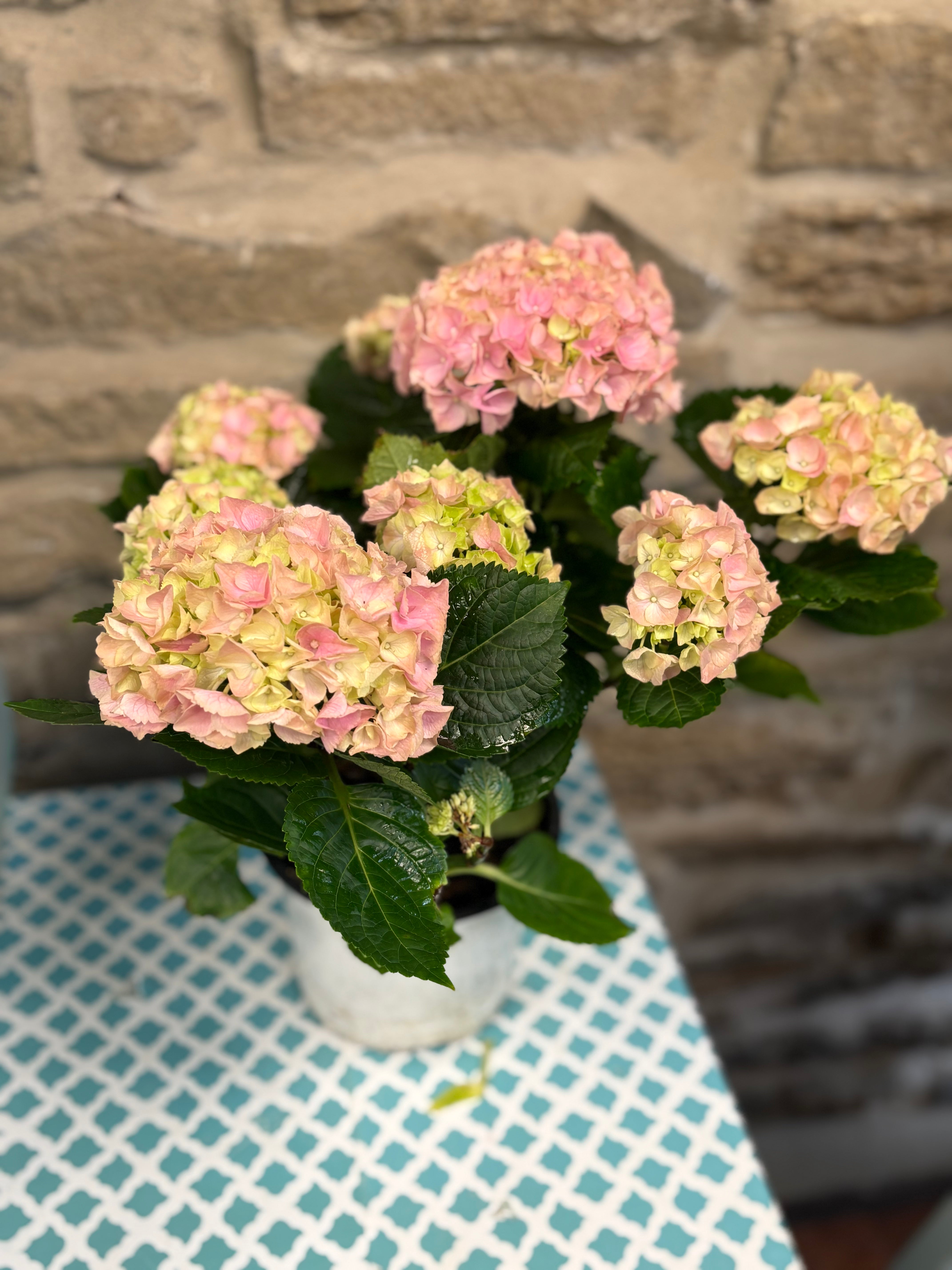 6 Inch Potted Hydrangea Plant - Beautiful Flowering Shrub for Home Garden, Patio Decor, and Wedding Centerpieces
