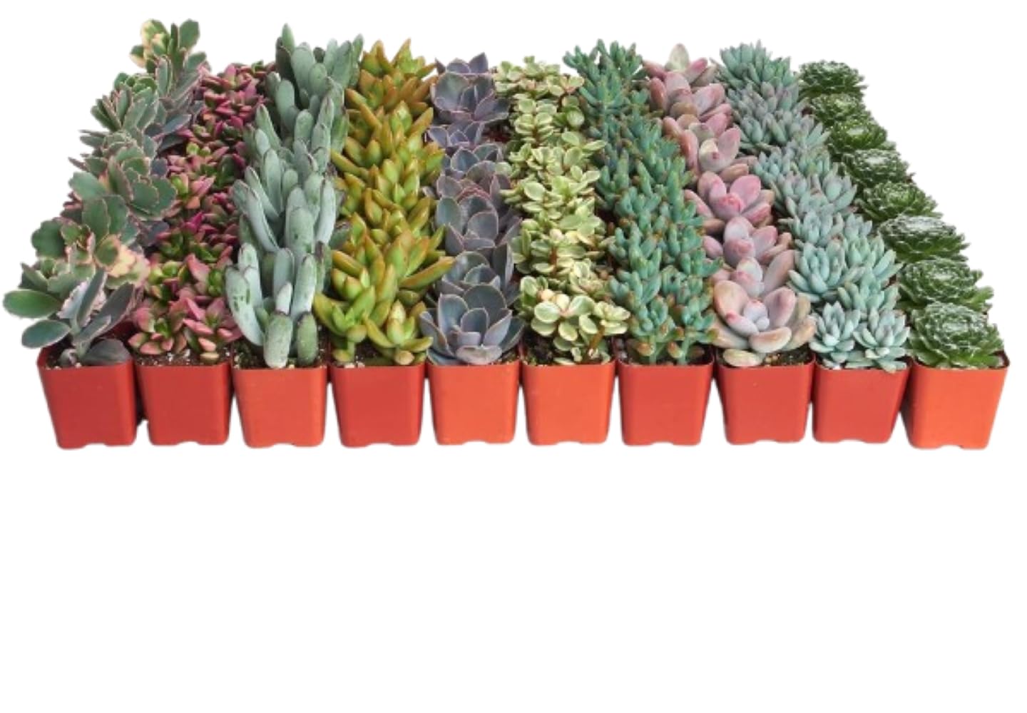 140 Pack Live Indoor Pastel Succulent Plants - Fully Rooted Soft Hue Collection for Home & Office Decor | Shop Succulents for Gifts, Wedding Centerpieces & Terrarium Arrangements