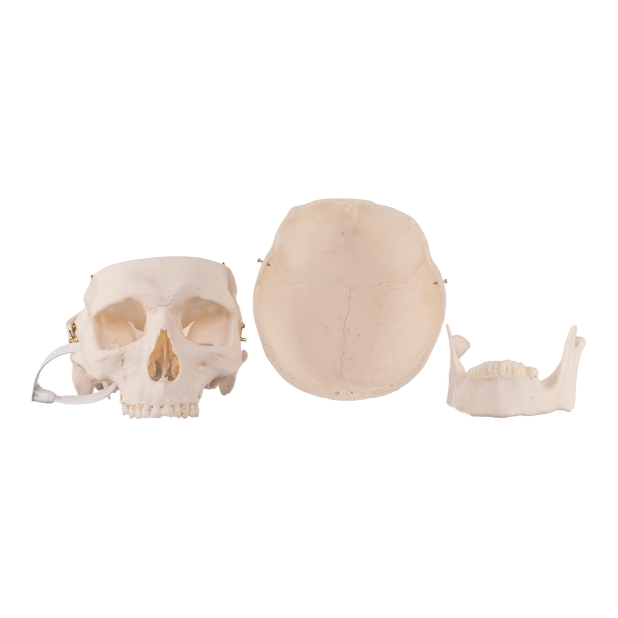 Premium Anatomical Human Skull Model - Accurate Medical & Educational Replica for Doctors, Students & Halloween Decor | Perfect for Classrooms, Labs & Spooky Home Decor
