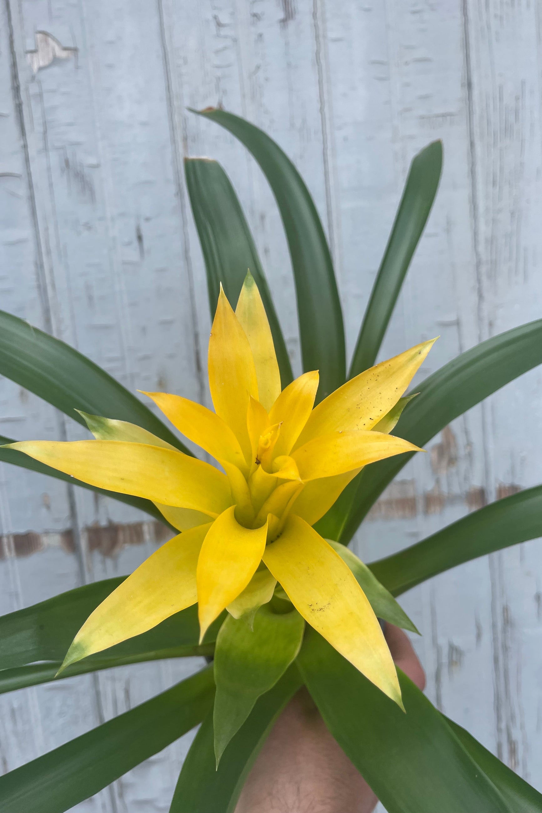 Bromeliad Plant - 5 Pack Live Air Plants for Home & Office Decor - Perfect for Terrariums, Wall Displays, and Indoor Greenery