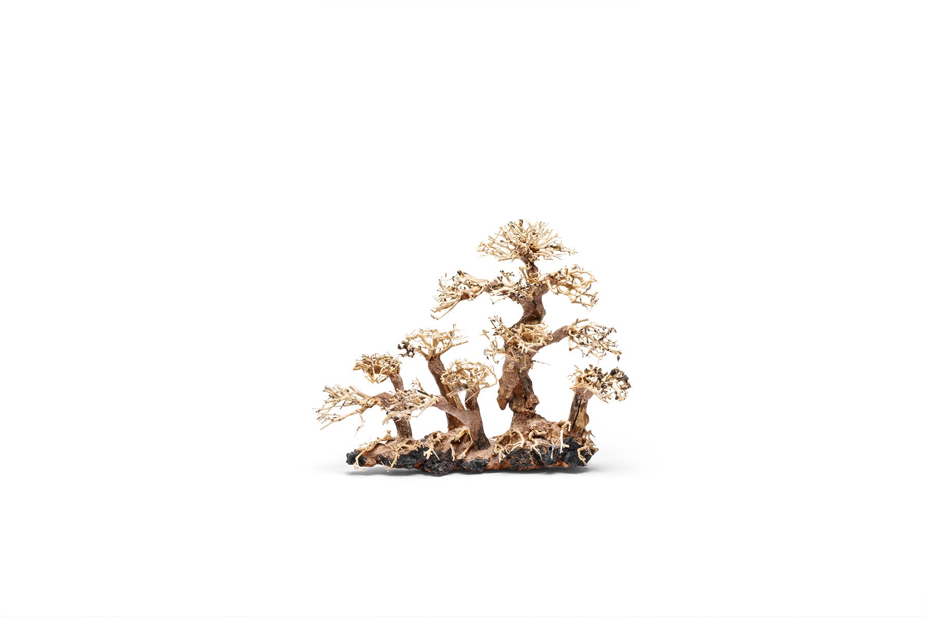 Premium Uns Bonsai 008 - Miniature Japanese Bonsai Tree for Home & Office Decor | Perfect Gift for Plant Lovers & Zen Garden Enthusiasts
