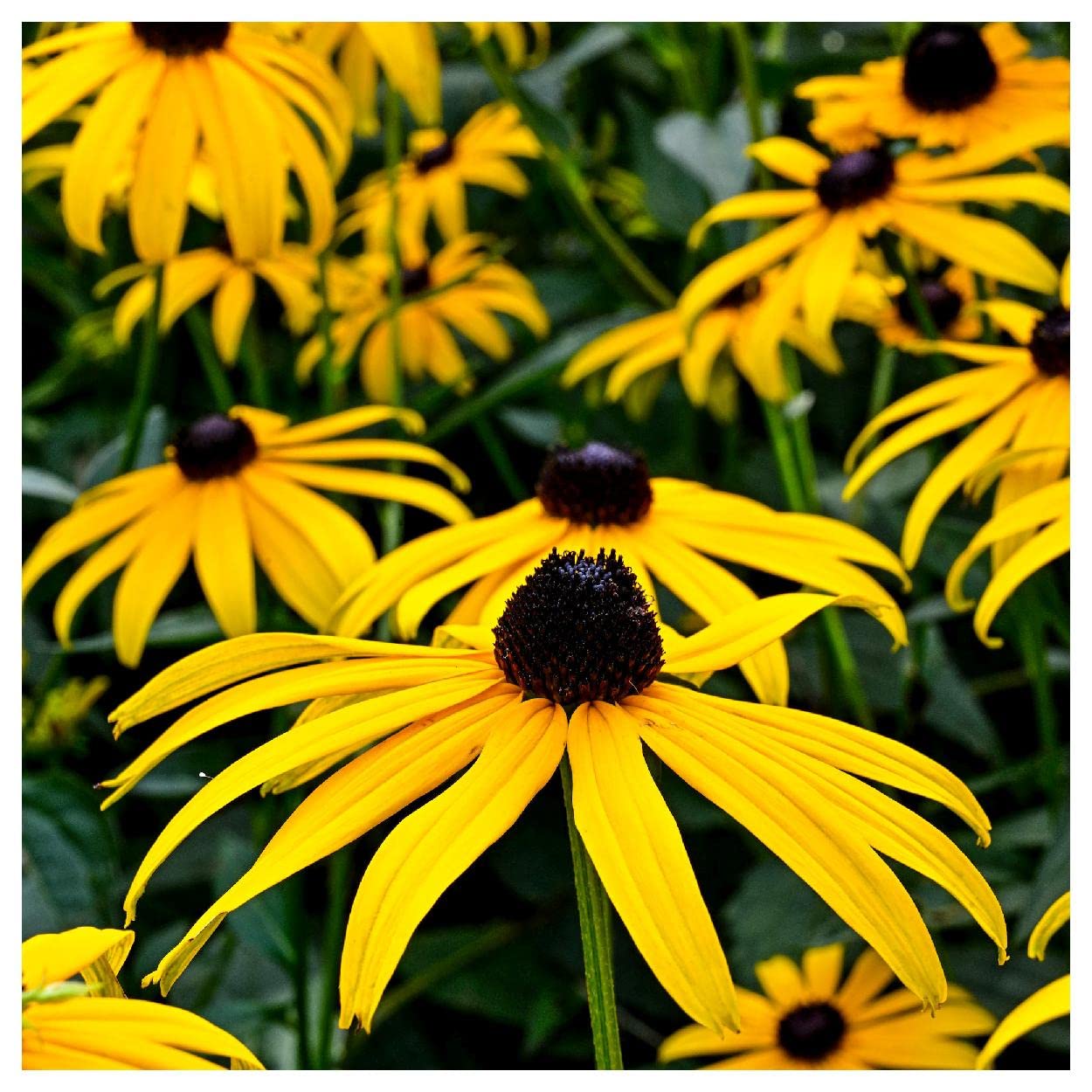 Everwilde Farms - 1 Oz Sweet Black-Eyed Susan Native Wildflower Seeds - Gold Vault Packaging - Perfect for Home Gardens, Landscaping & Pollinator-Friendly Planting