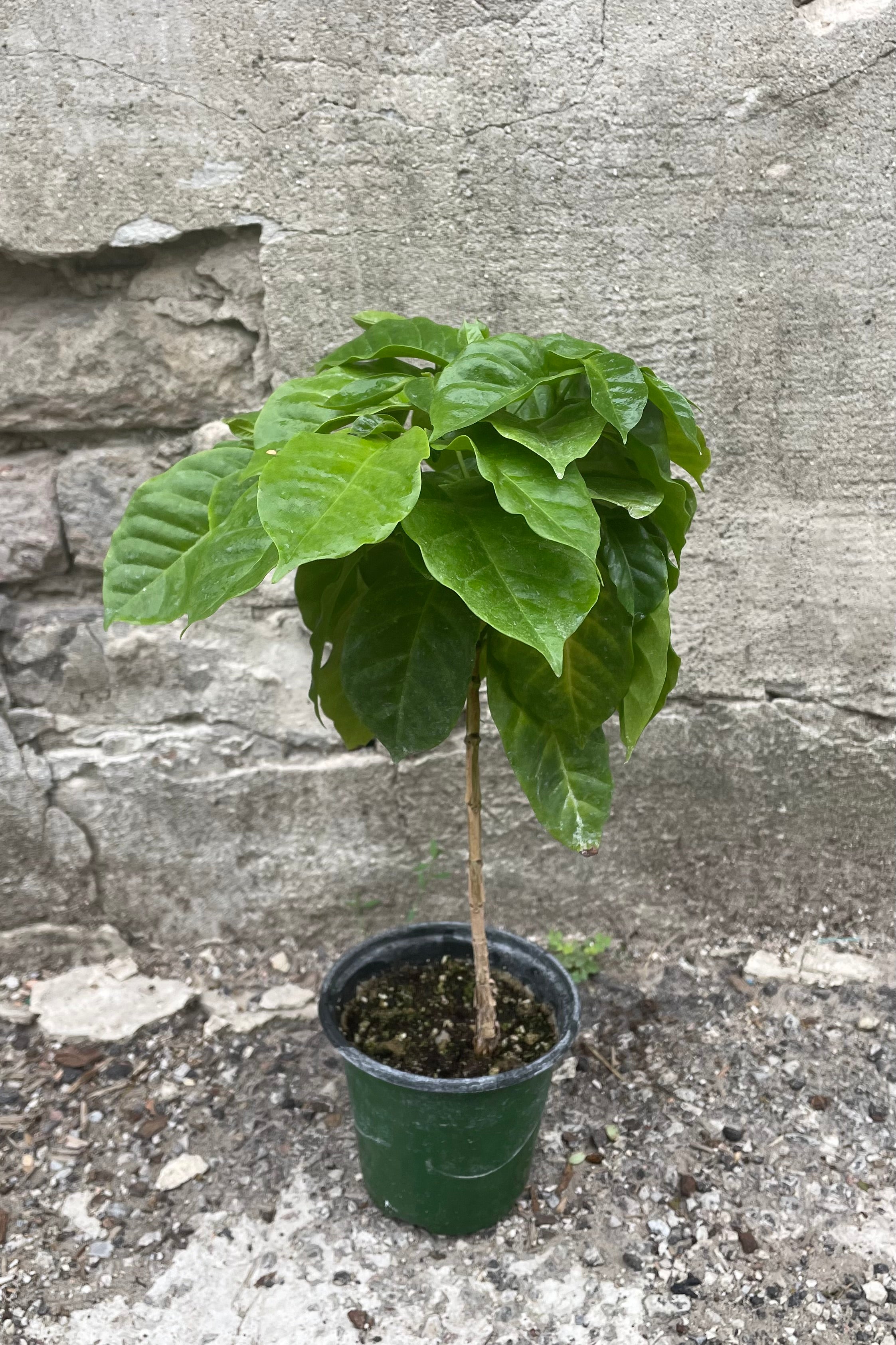 Premium Coffea Arabica Coffee Tree Plant - 4 Inch Pot for Home & Office - Grow Your Own Organic Coffee Beans | Perfect for Indoor Gardening, Gifts, and Coffee Enthusiasts