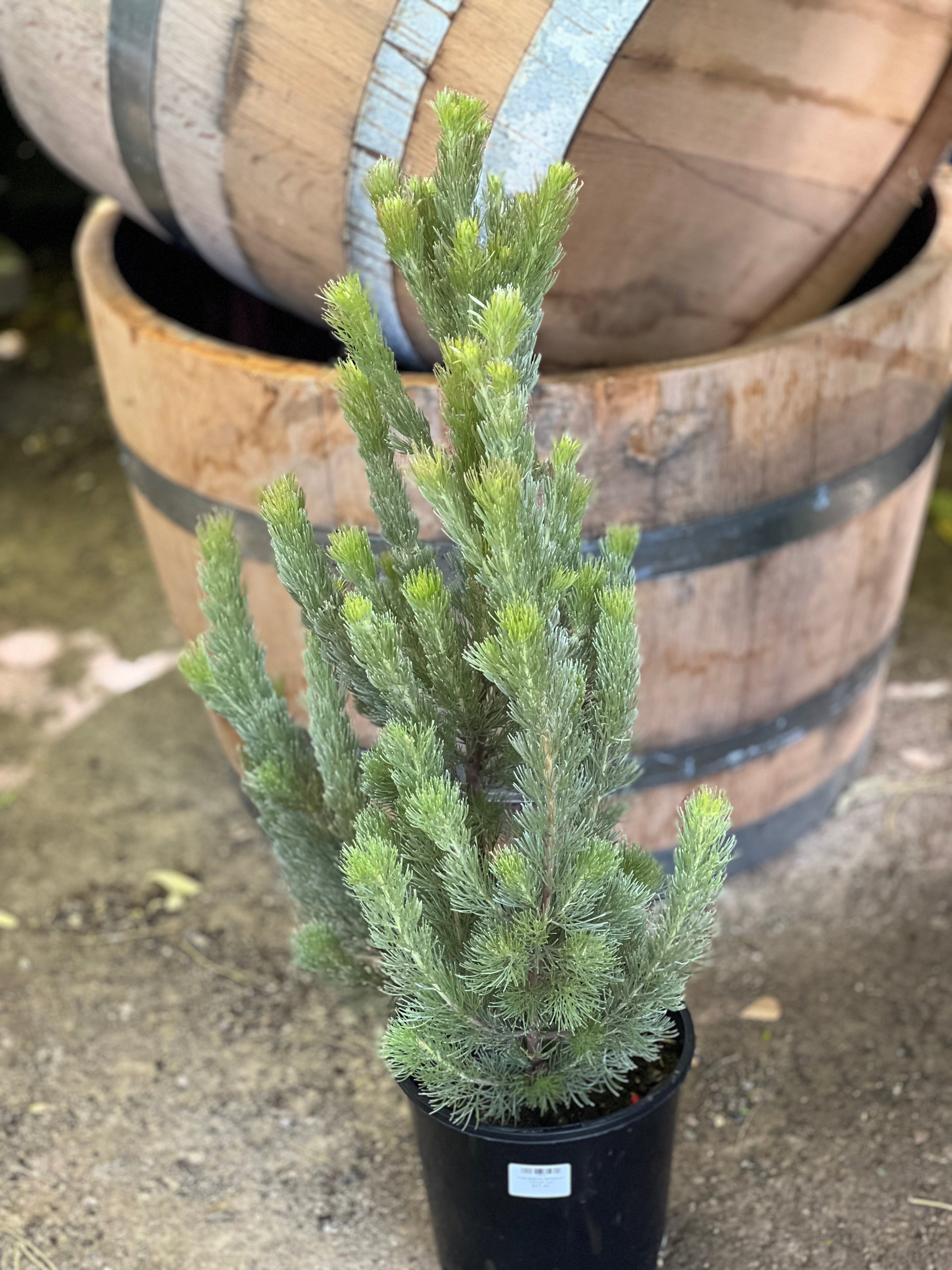 Adenanthos sericeus (Woolly Bush) - Drought-Tolerant Evergreen Shrub for Landscaping & Xeriscaping | Perfect for Coastal Gardens, Hedges & Low-Maintenance Yards