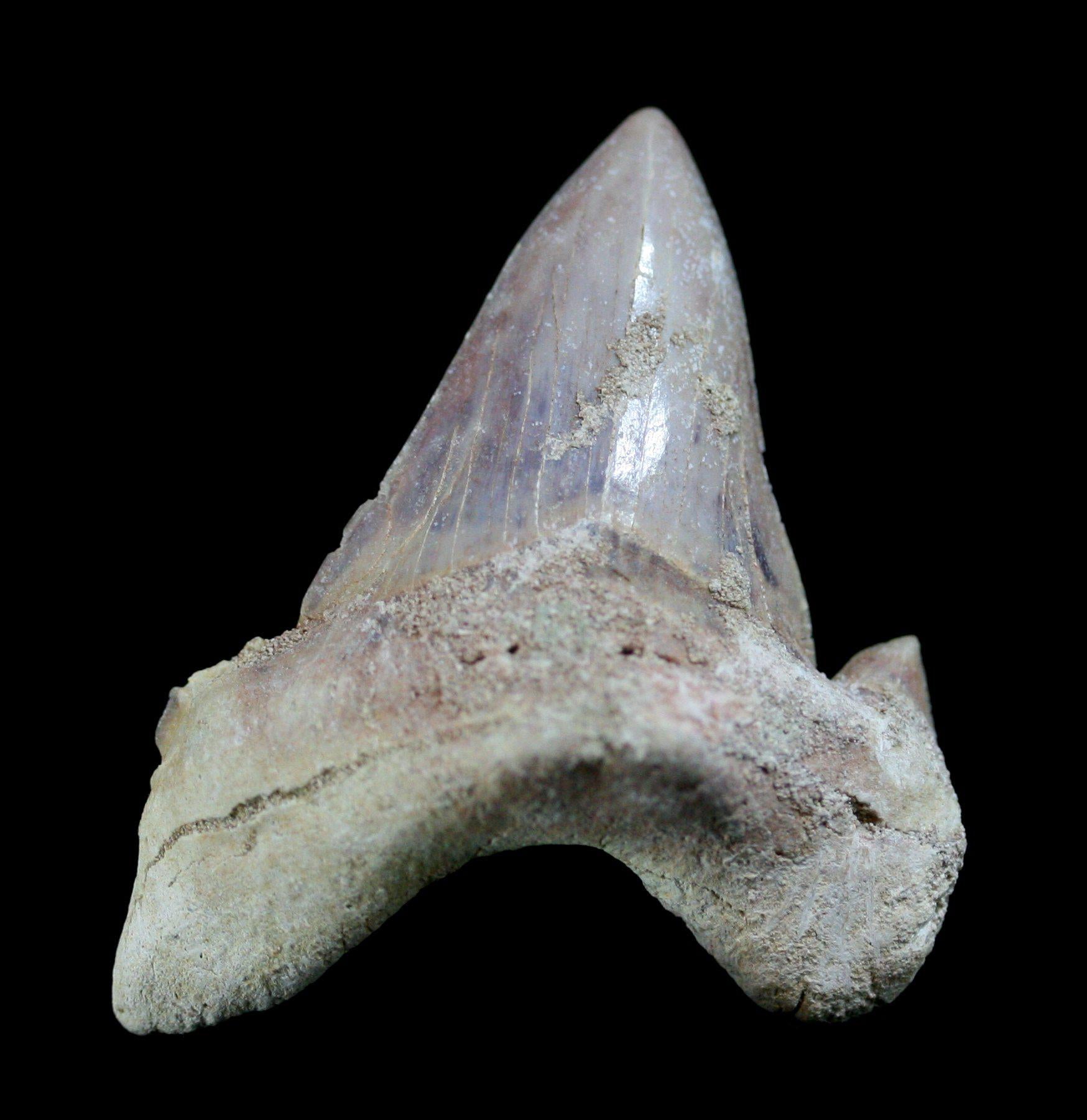 Authentic Otodus Obliquus Fossil Shark Tooth - Rare Prehistoric Shark Teeth Collection - Perfect for Paleontology Enthusiasts, Fossil Collectors & Home Decor