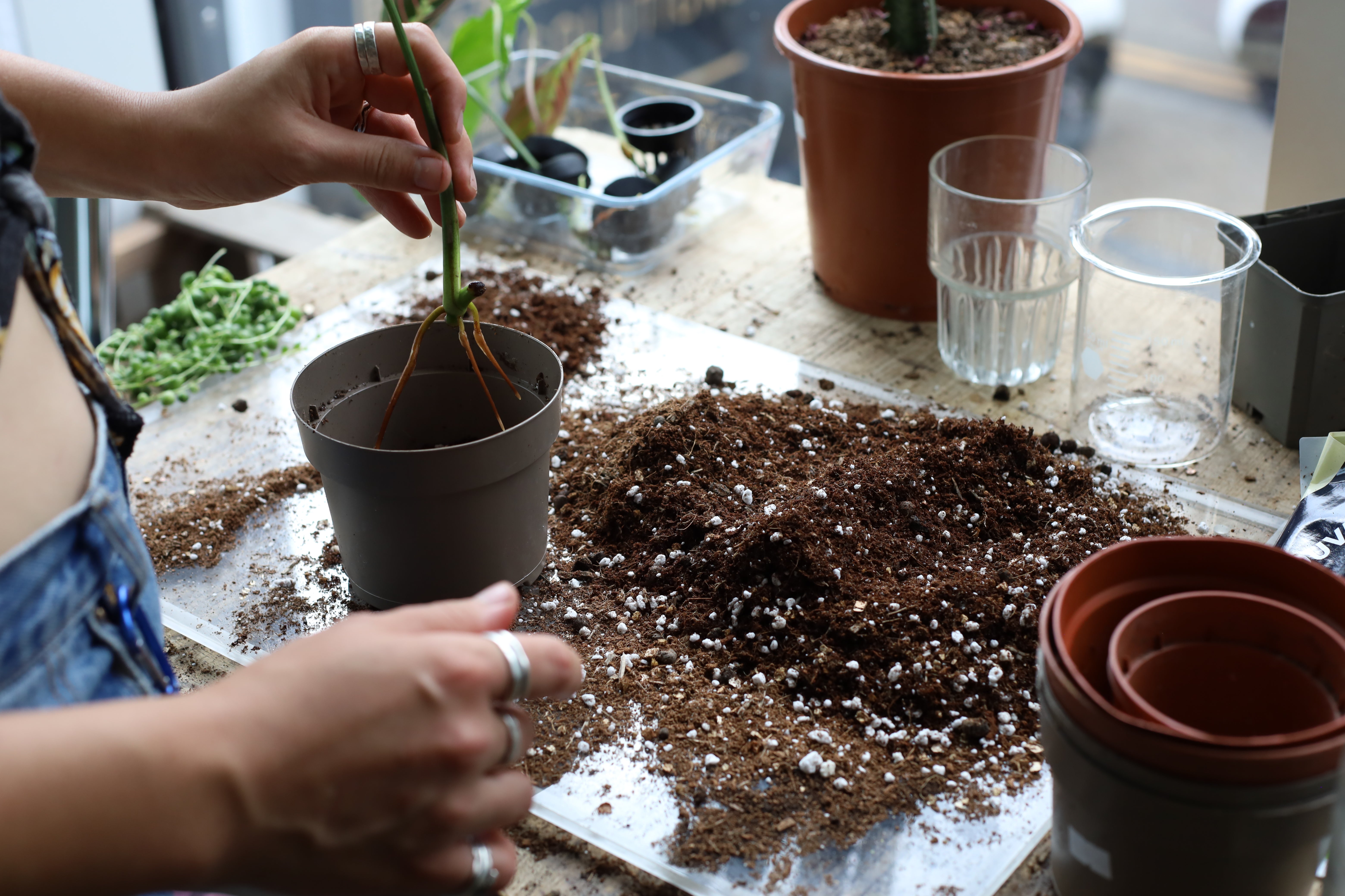 Best Repotting Workshop for Plant Lovers - April 27, 2025 | Learn Plant Care & Potting Techniques for Indoor & Outdoor Gardening