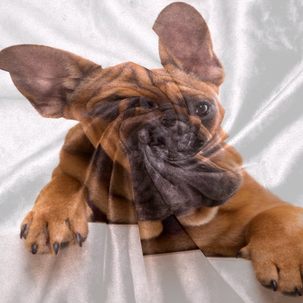Funny French Bulldog Puppy Soft Flannel Fleece Blanket - Cozy Warm Throw for Kids & Adults - 50x60 Inches - Perfect for Bed, Sofa, Couch, Beach & Winter Snuggling