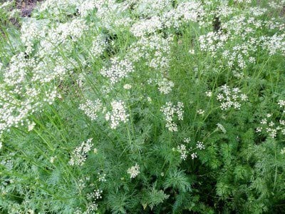 Organic Cumin Seeds Bulk 5 lb - Premium Quality for Cooking, Spice Blends & Ayurvedic Remedies - Perfect for Indian Cuisine, Homemade Seasonings & Herbal Teas