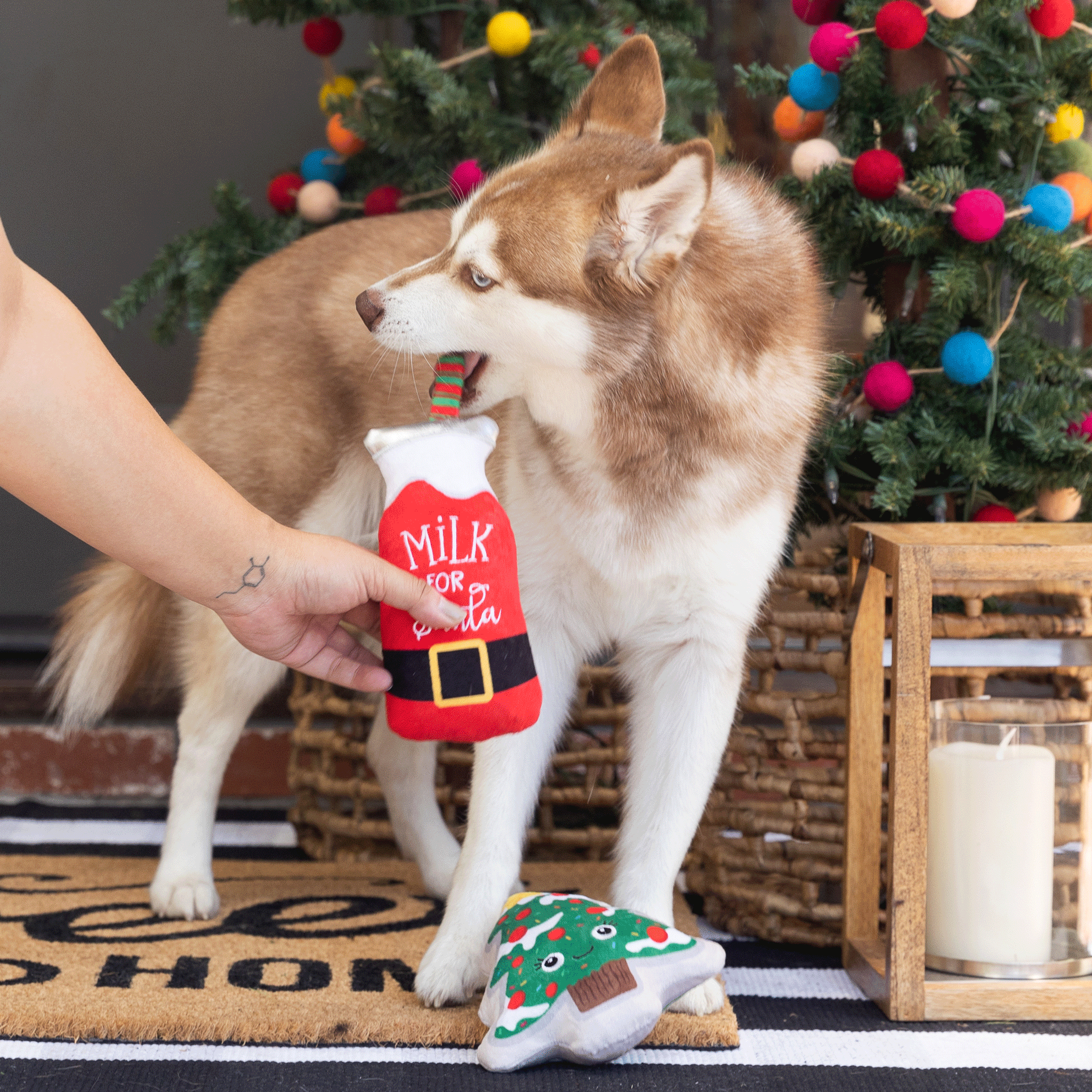Festive Fringe Santa Dog Toy - Red & Green Chew Toy for Small & Large Dogs - Perfect for Christmas Playtime & Holiday Gifts