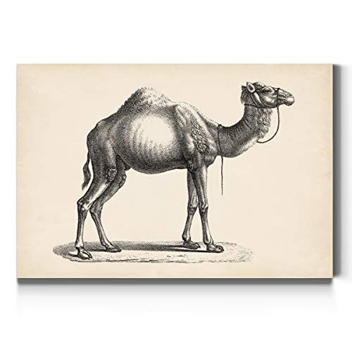 Brodtmann Dromedary