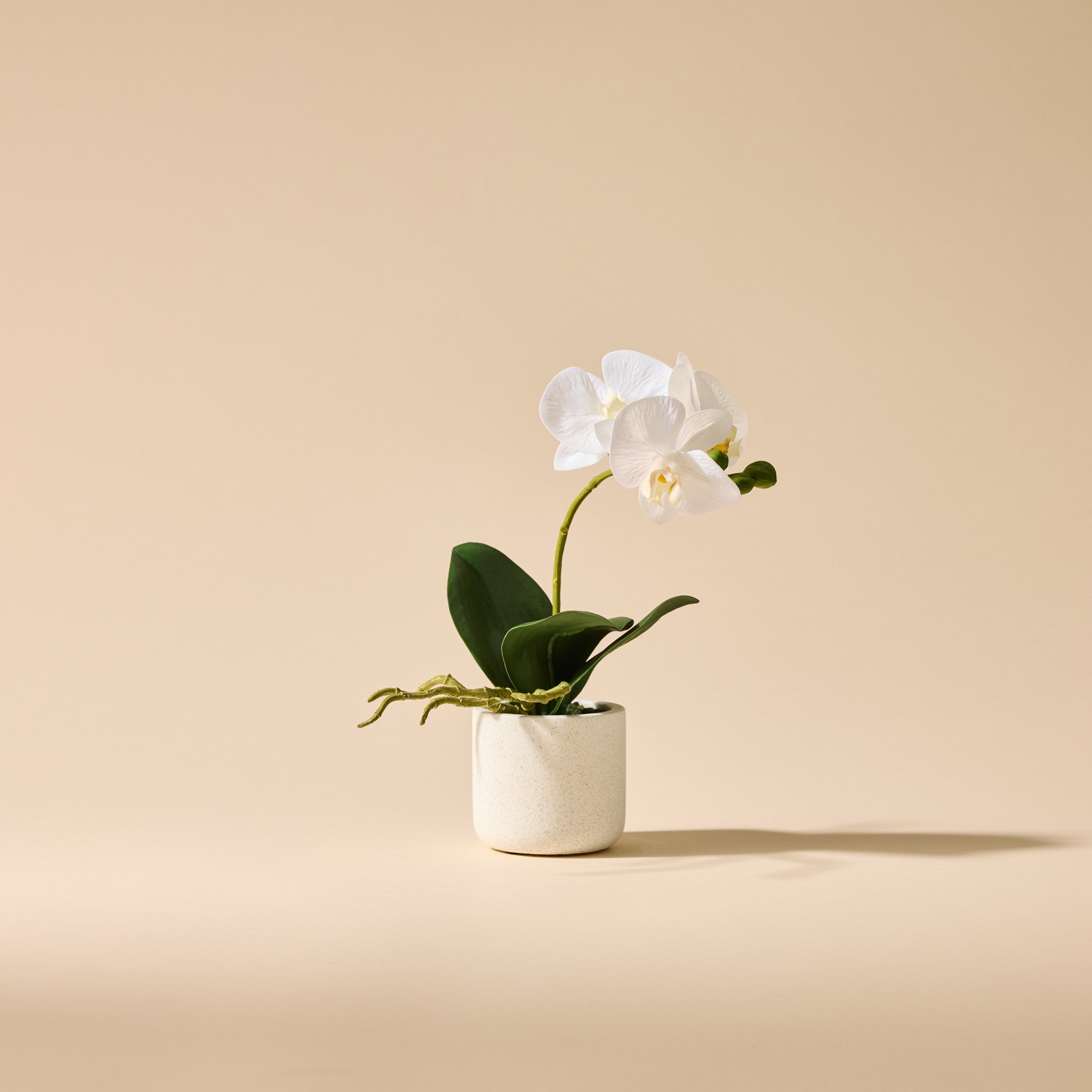 Artificial Butterfly Orchid in Smooth Ceramic Pot - 30cm Tall Home Decor for Living Room, Office & Wedding Centerpieces