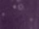 Purple Pennant
