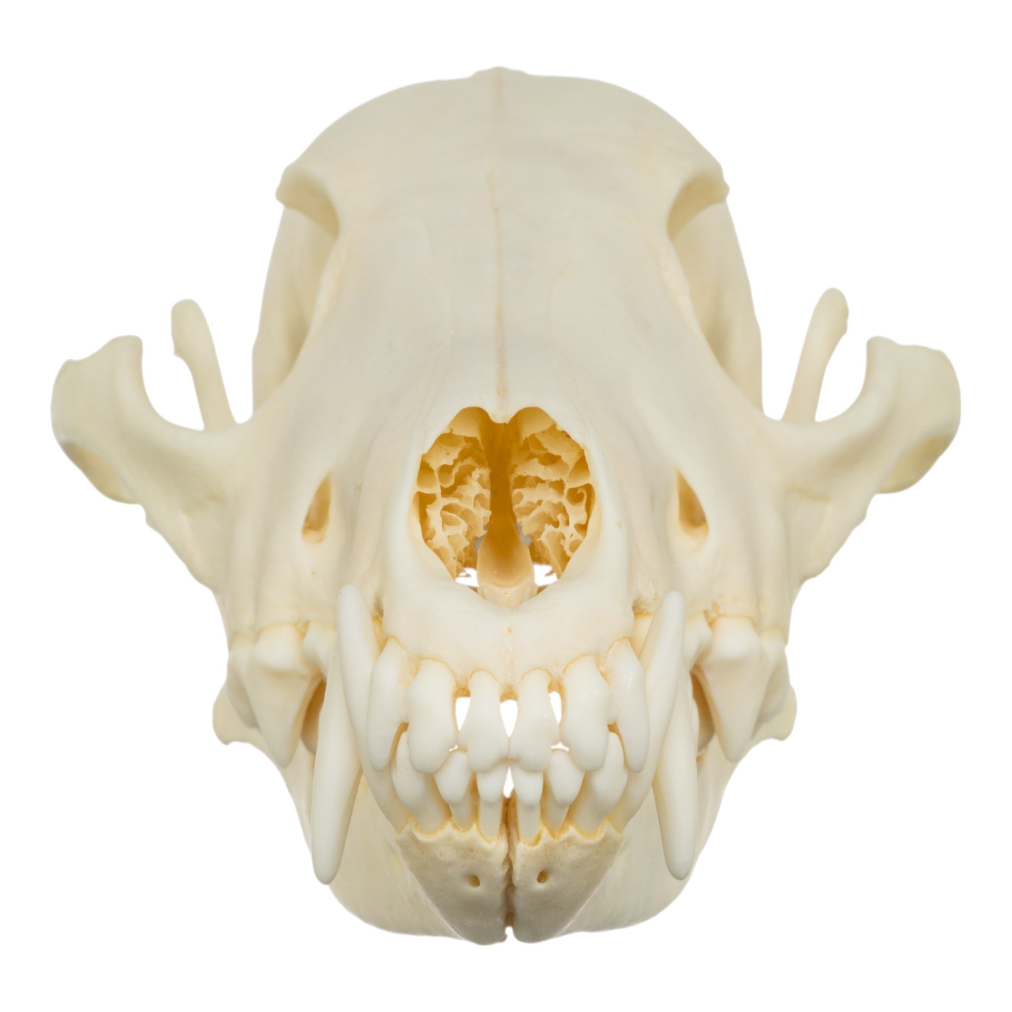 Authentic Real Coyote Skull - Taxidermy Specimen for Home Decor, Gothic Display, and Educational Use - Perfect for Halloween, Oddity Collections, and Science Classrooms