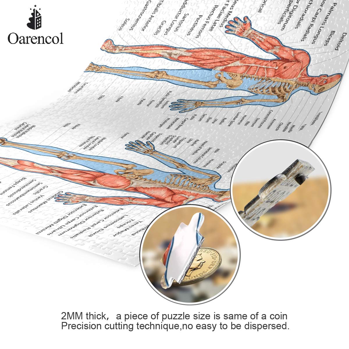 500-Piece Human Body Muscular System & Skeleton Anatomy Jigsaw Puzzle - Educational STEM Toy for Adults & Kids | Perfect for Science Classrooms, Homeschooling & Family Game Night