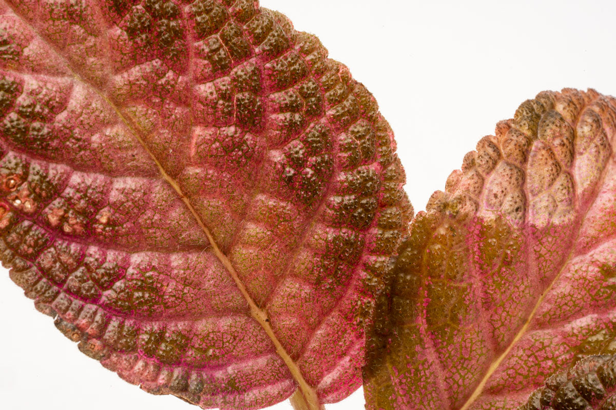 Episcia Ruby Red - Live House Plant with Vibrant Red Leaves - Perfect for Indoor Gardens, Home Decor, and Office Spaces