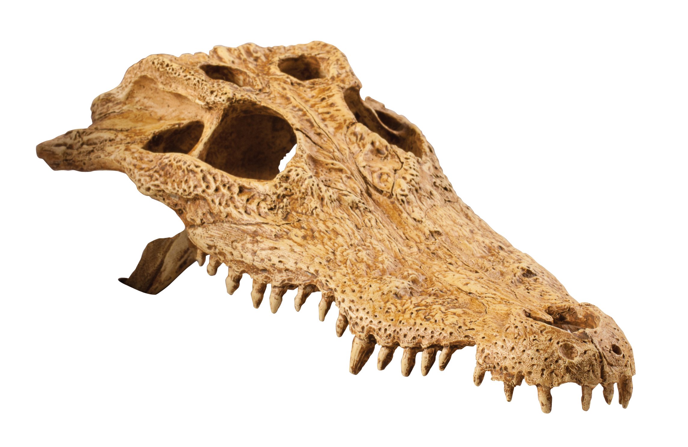 Exo Terra Realistic Crocodile Skull Terrarium Decoration - Perfect for Reptile Habitats, Aquariums & Gothic Home Decor